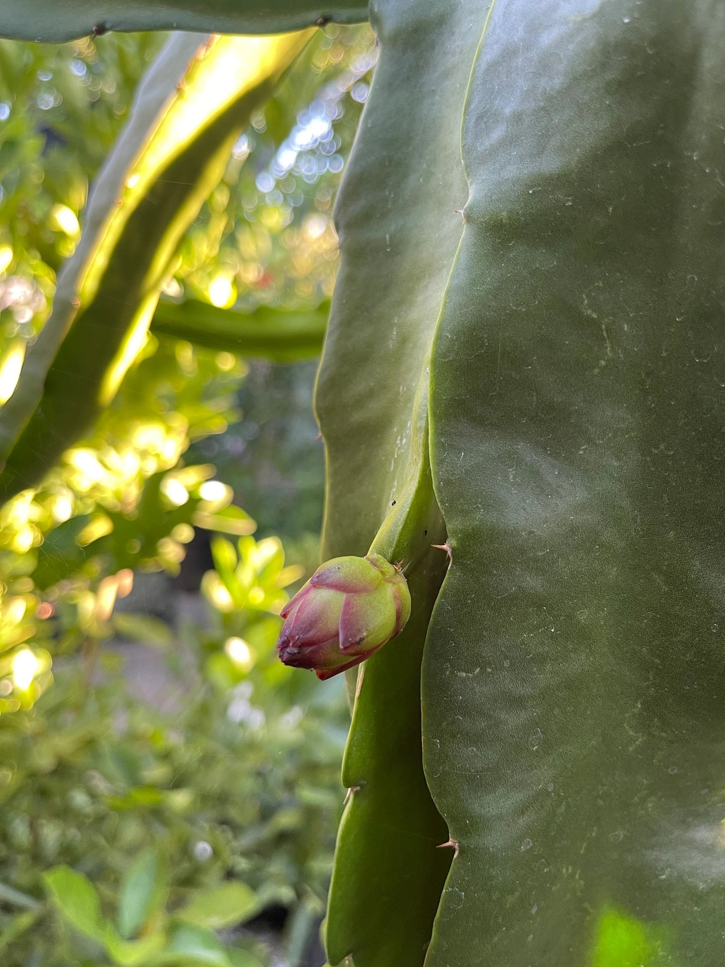 Bruni Dragon Fruit live cuttings 12"
