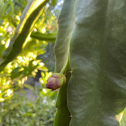 Bruni Dragon Fruit live cuttings 12"