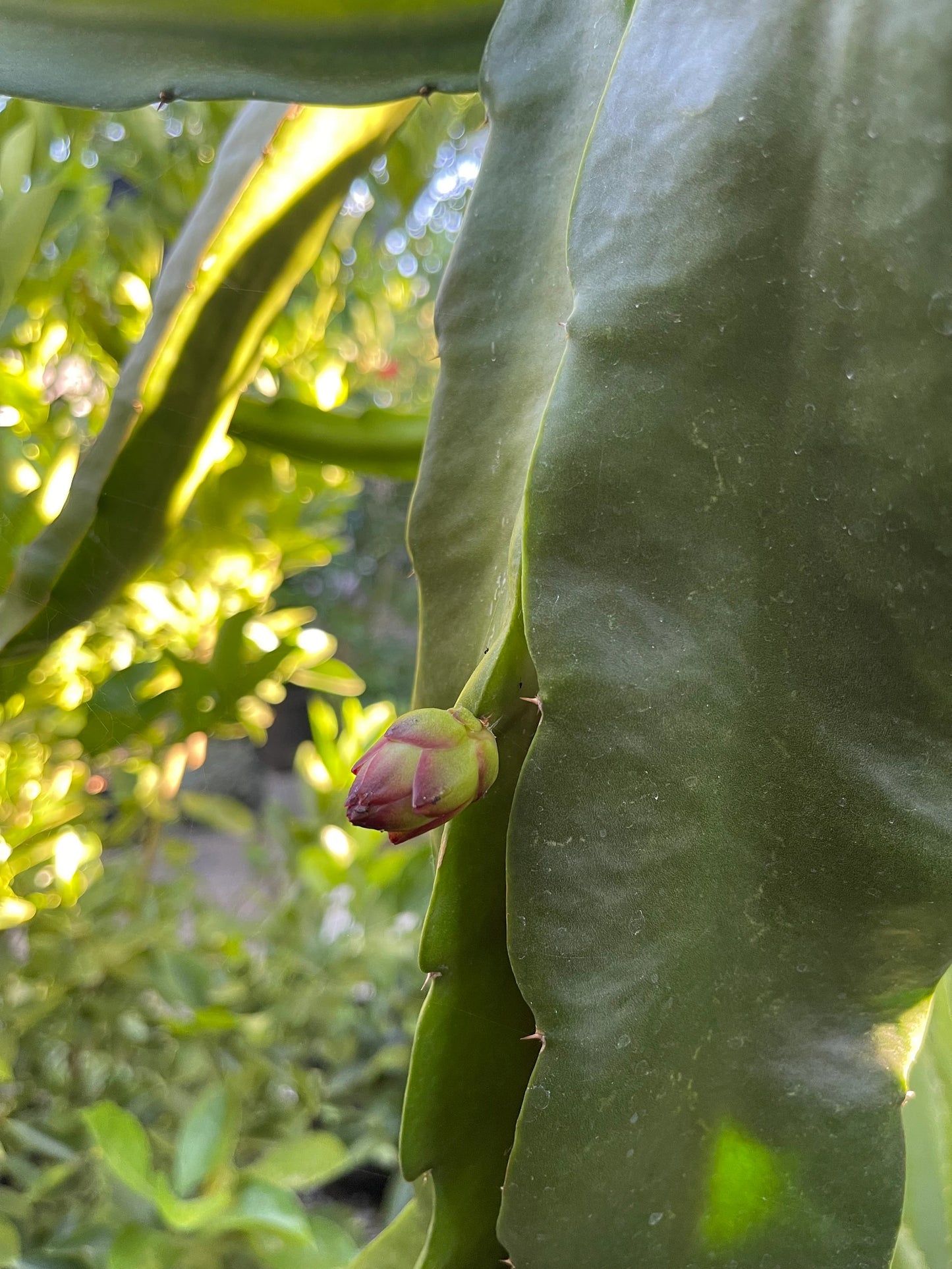 Bruni Dragon Fruit live cuttings 12"