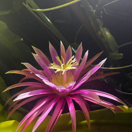 Bruni Dragon Fruit live cuttings 12"