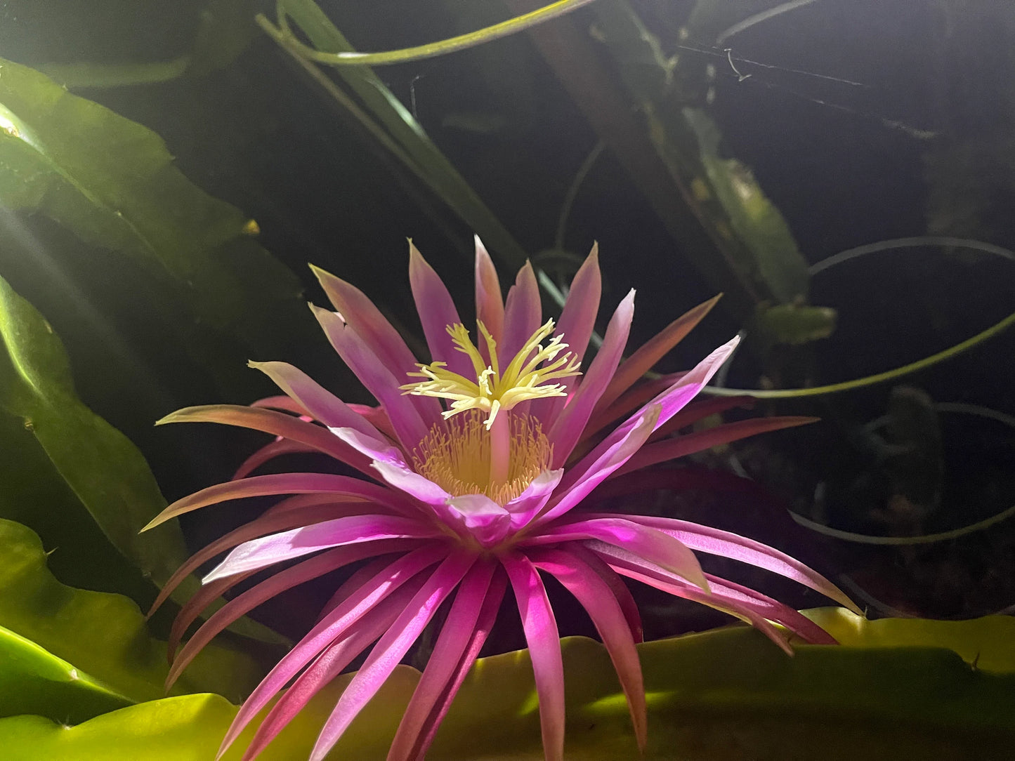Bruni Dragon Fruit live cuttings 12"