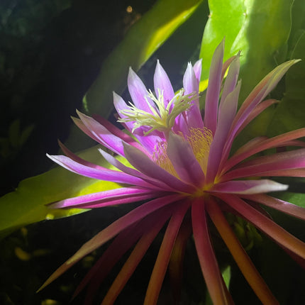 Bruni Dragon Fruit live cuttings 12"