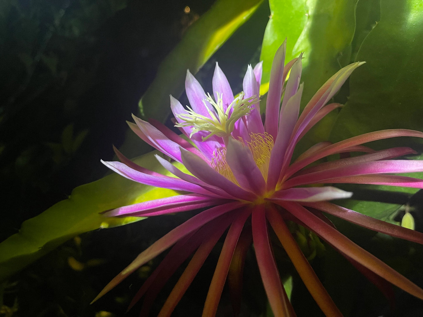 Bruni Dragon Fruit live cuttings 12"