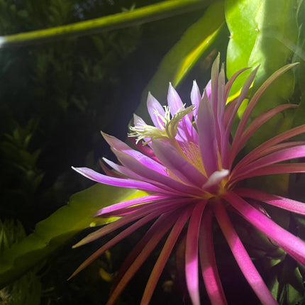 Bruni Dragon Fruit live cuttings 12"