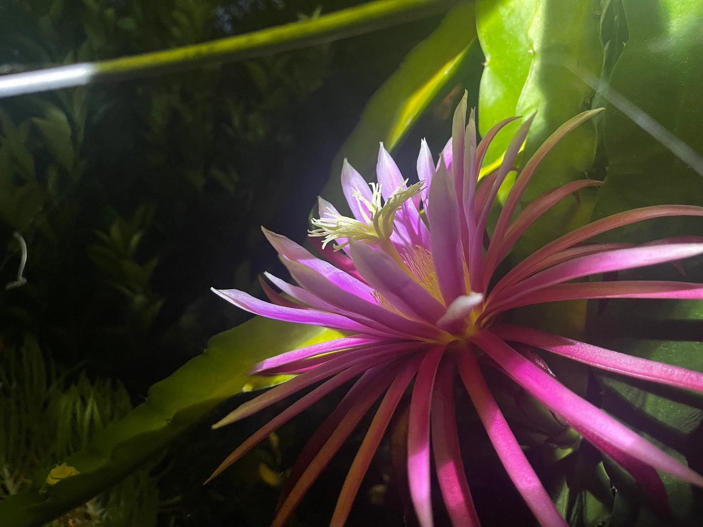 Bruni Dragon Fruit live cuttings 12"