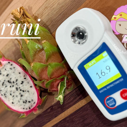 Bruni Dragon Fruit live cuttings 12"