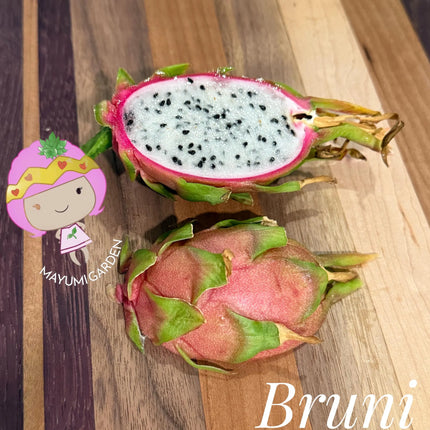 Bruni Dragon Fruit live cuttings 12"