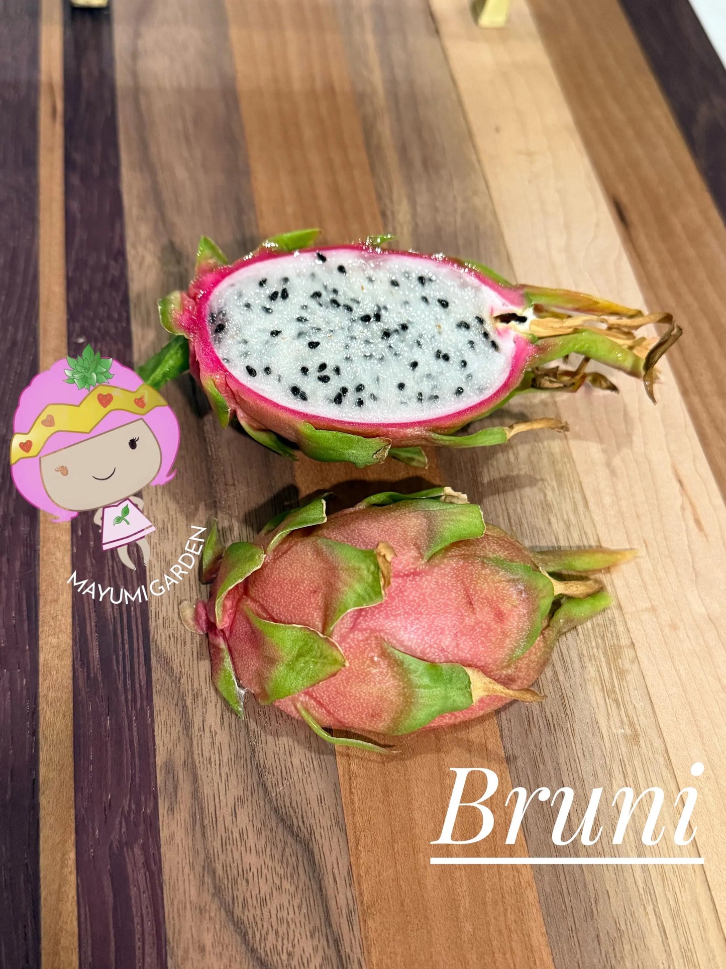 Bruni Dragon Fruit live cuttings 12"