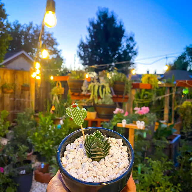 Crassula Buddha's Temple, Succulent, Live Plant