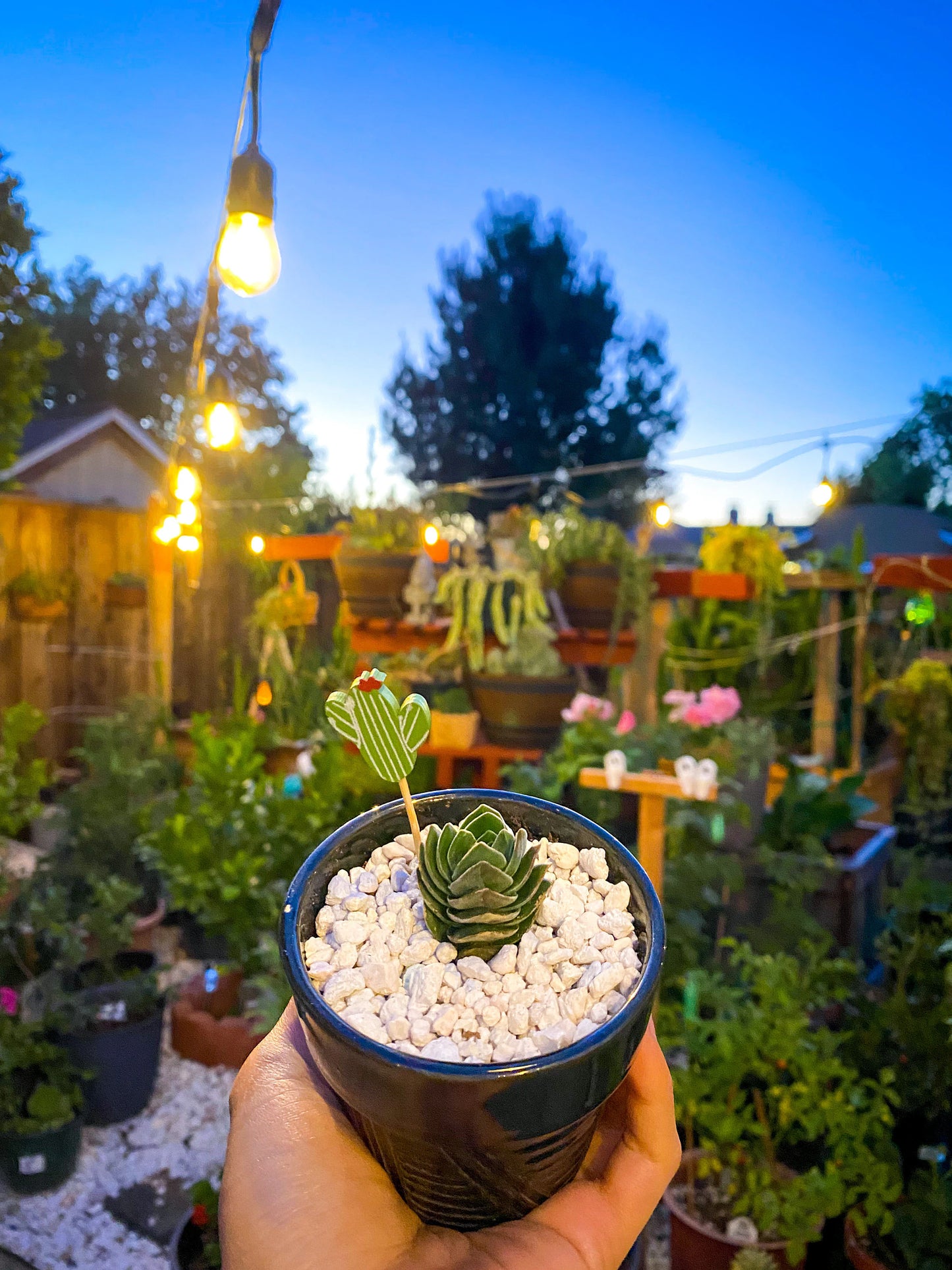 Crassula Buddha's Temple, Succulent, Live Plant