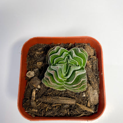 Crassula Buddha's Temple, Succulent, Live Plant