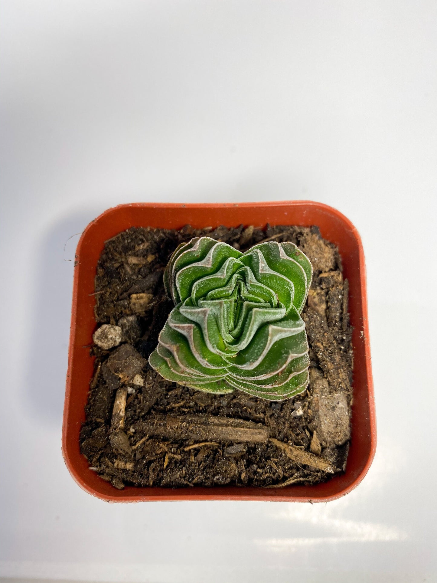 Crassula Buddha's Temple, Succulent, Live Plant