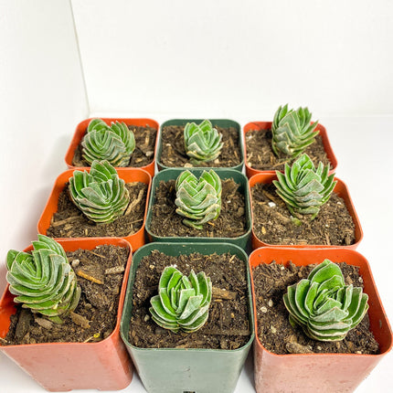 Crassula Buddha's Temple, Succulent, Live Plant