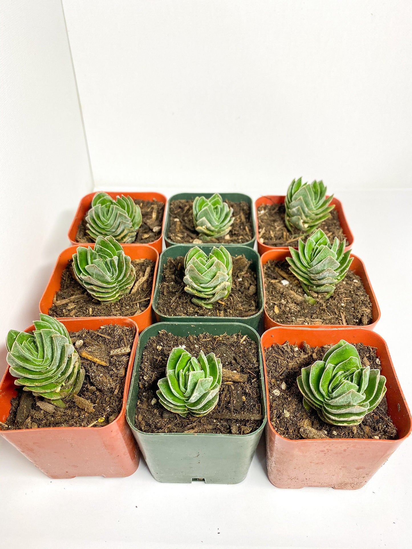 Crassula Buddha's Temple, Succulent, Live Plant