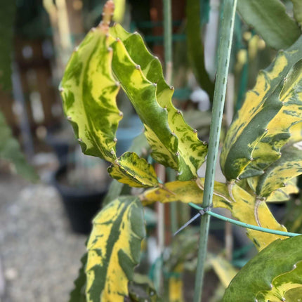 Rare Variegated Undantus Dragon Fruit Cutting