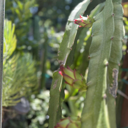 Bruni Dragon Fruit live cuttings 12"