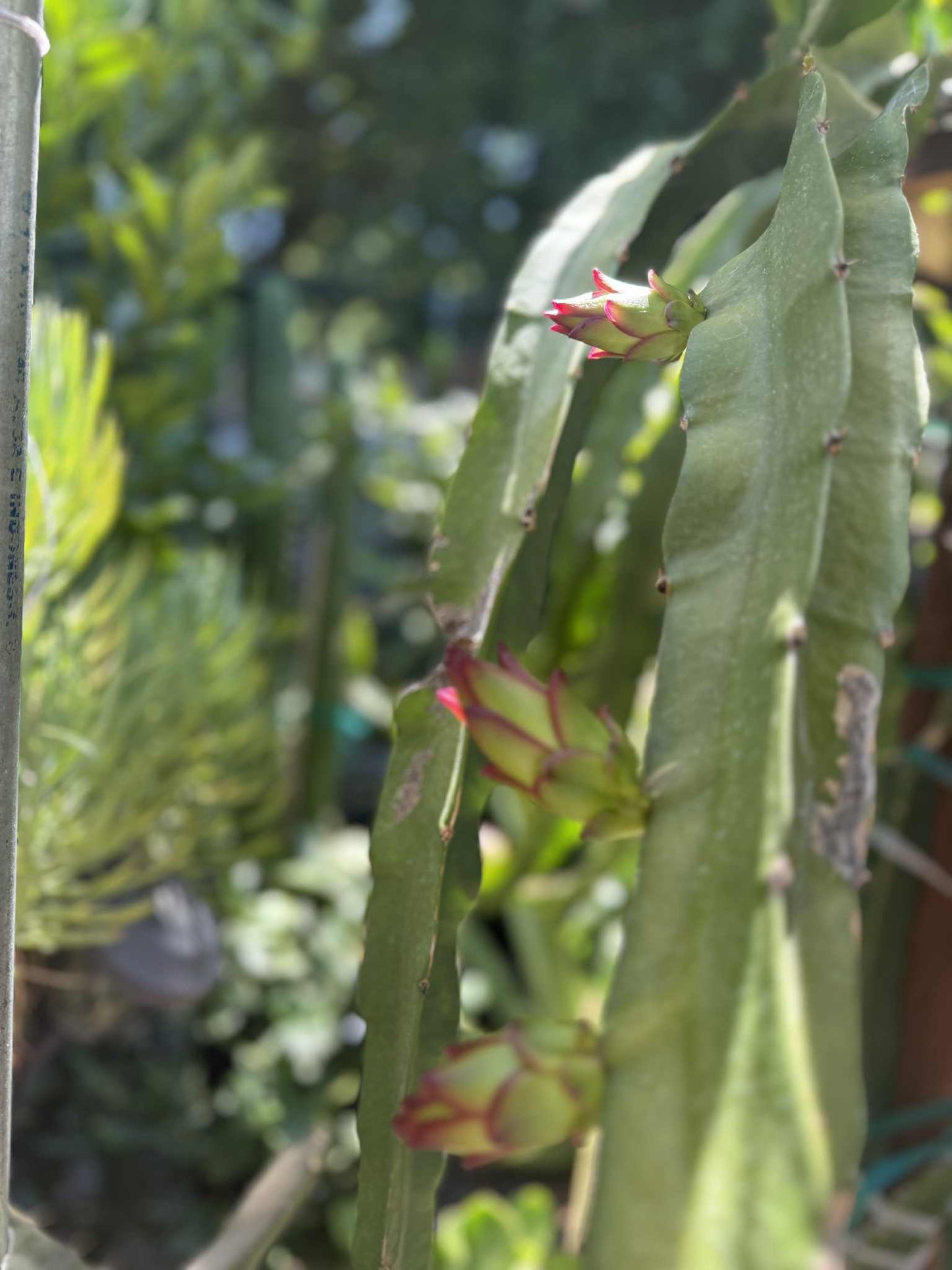Bruni Dragon Fruit live cuttings 12"