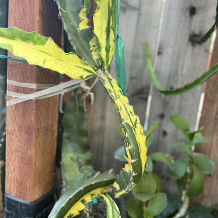 Rare Variegated Undantus Dragon Fruit Cutting