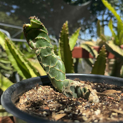 Rare Cobra Cactus ‘Opuntia reticulata’ live plant