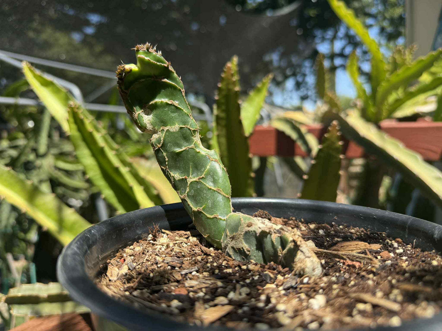 Rare Cobra Cactus ‘Opuntia reticulata’ live plant