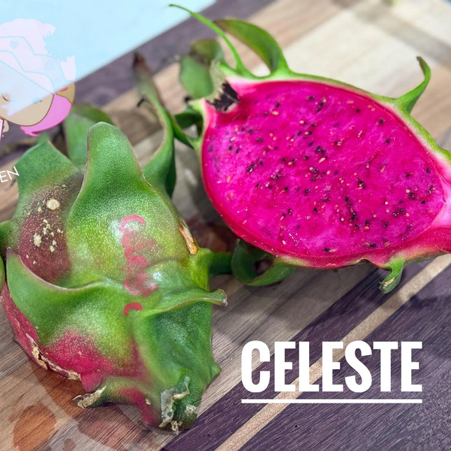 Celeste (Don Burnett ‘s hybrid)  Dragon Fruit cuttings and rooted plant