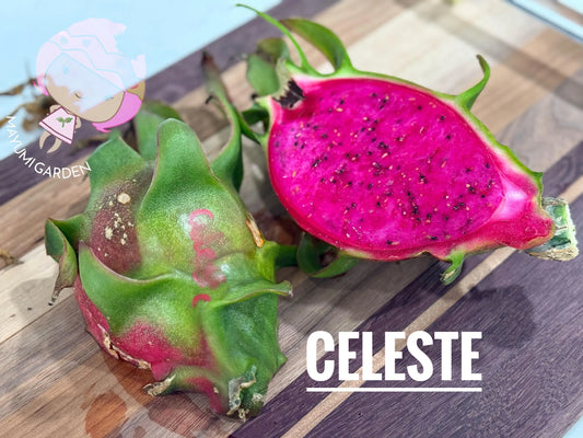 Celeste (Don Burnett ‘s hybrid)  Dragon Fruit cuttings and rooted plant