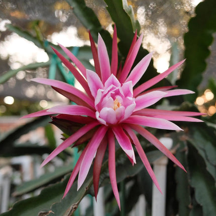 Celeste (Don Burnett ‘s hybrid)  Dragon Fruit cuttings and rooted plant