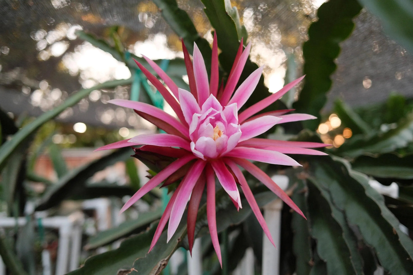 Celeste (Don Burnett ‘s hybrid)  Dragon Fruit cuttings and rooted plant