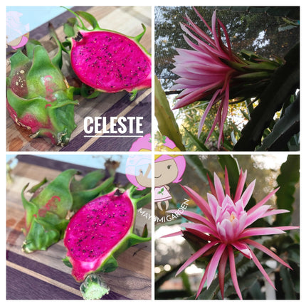 Celeste (Don Burnett ‘s hybrid)  Dragon Fruit cuttings and rooted plant