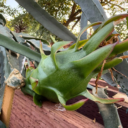Celeste (Don Burnett ‘s hybrid)  Dragon Fruit cuttings and rooted plant