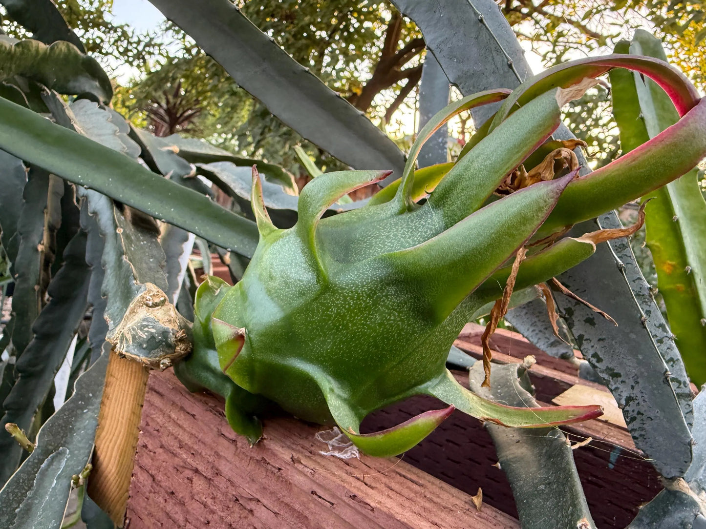 Celeste (Don Burnett ‘s hybrid)  Dragon Fruit cuttings and rooted plant