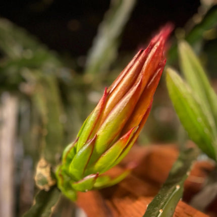 Celeste (Don Burnett ‘s hybrid)  Dragon Fruit cuttings and rooted plant