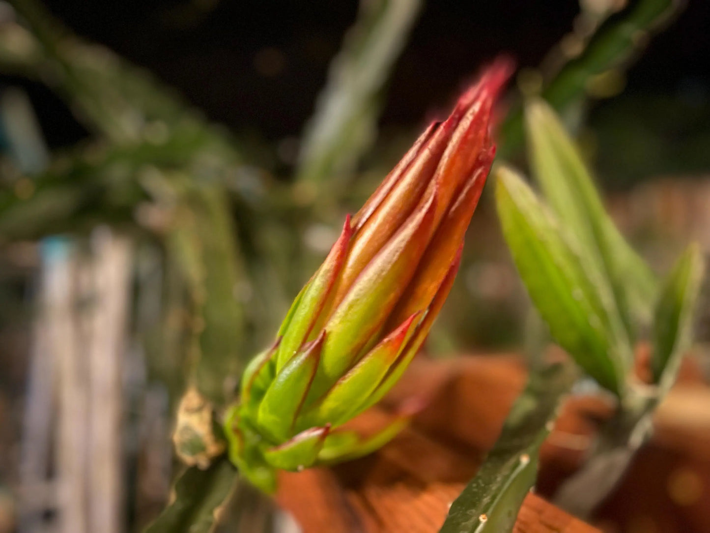 Celeste (Don Burnett ‘s hybrid)  Dragon Fruit cuttings and rooted plant