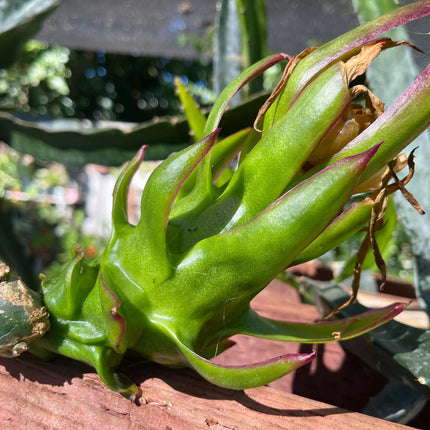 Celeste (Don Burnett ‘s hybrid)  Dragon Fruit cuttings and rooted plant