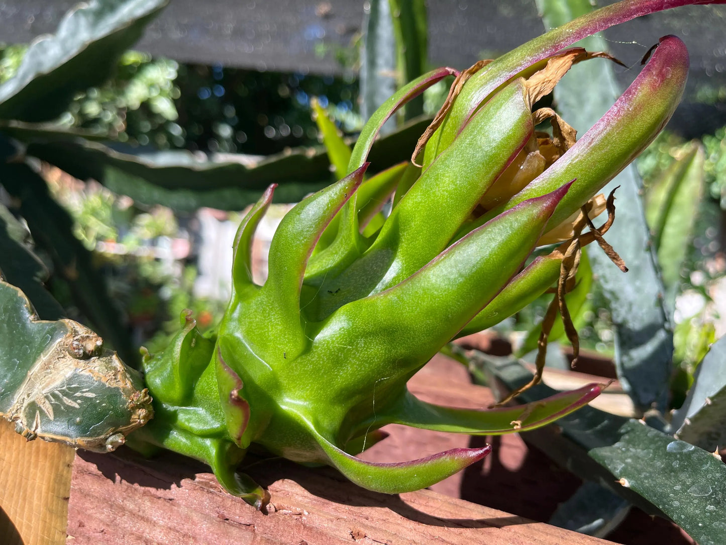 Celeste (Don Burnett ‘s hybrid)  Dragon Fruit cuttings and rooted plant
