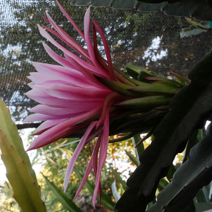 Celeste (Don Burnett ‘s hybrid)  Dragon Fruit cuttings and rooted plant