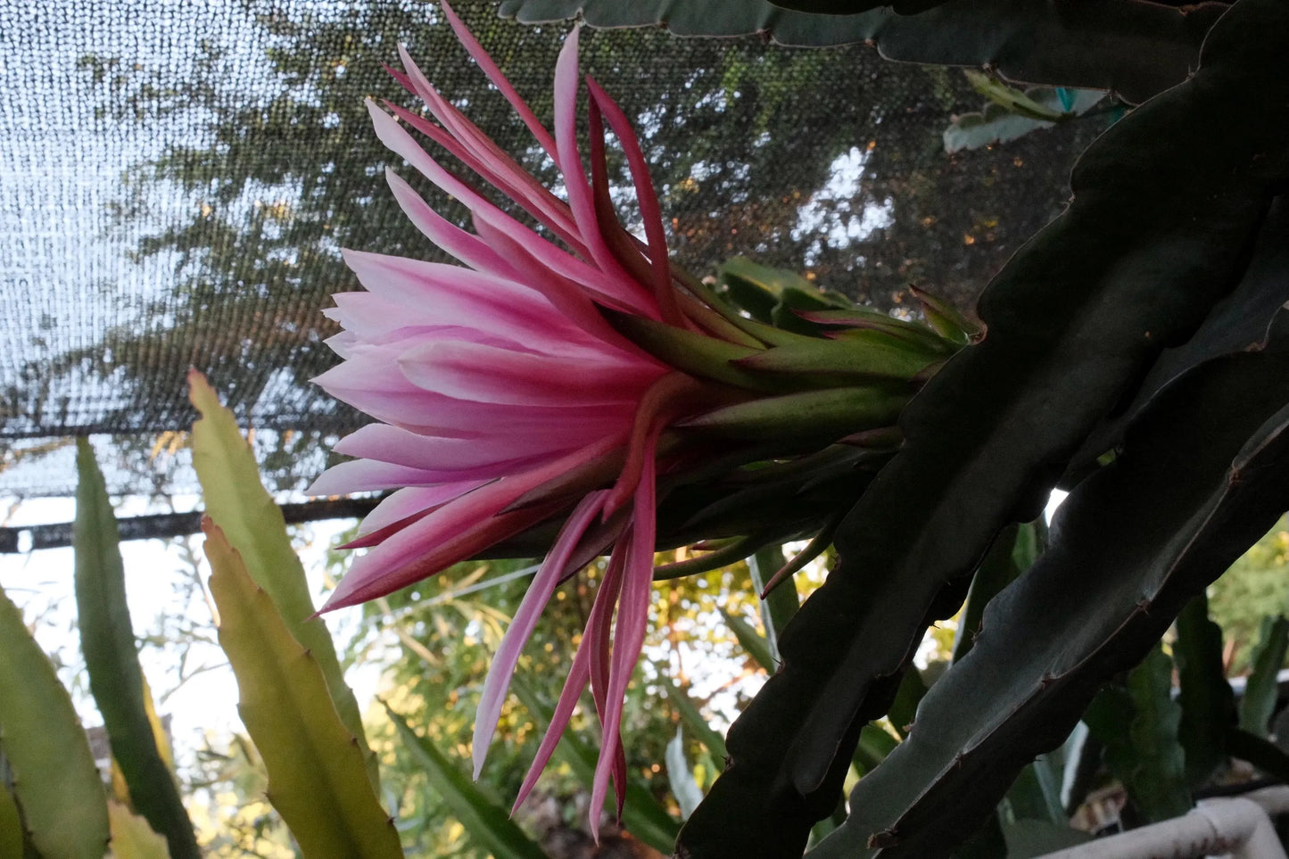 Celeste (Don Burnett ‘s hybrid)  Dragon Fruit cuttings and rooted plant