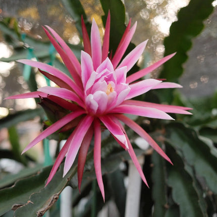 Celeste (Don Burnett ‘s hybrid)  Dragon Fruit cuttings and rooted plant