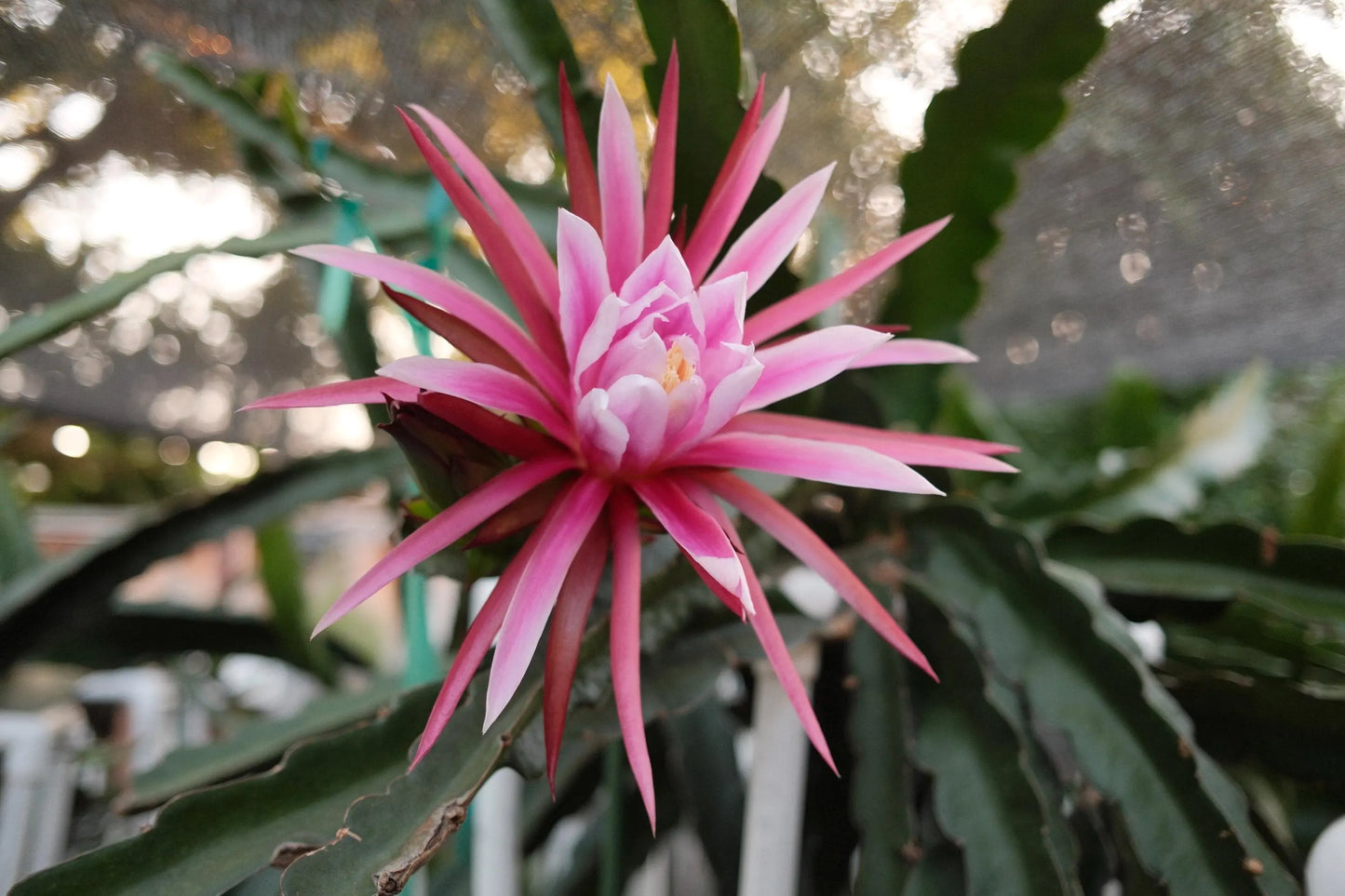 Celeste (Don Burnett ‘s hybrid)  Dragon Fruit cuttings and rooted plant