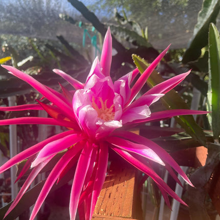 Celeste (Don Burnett ‘s hybrid)  Dragon Fruit cuttings and rooted plant