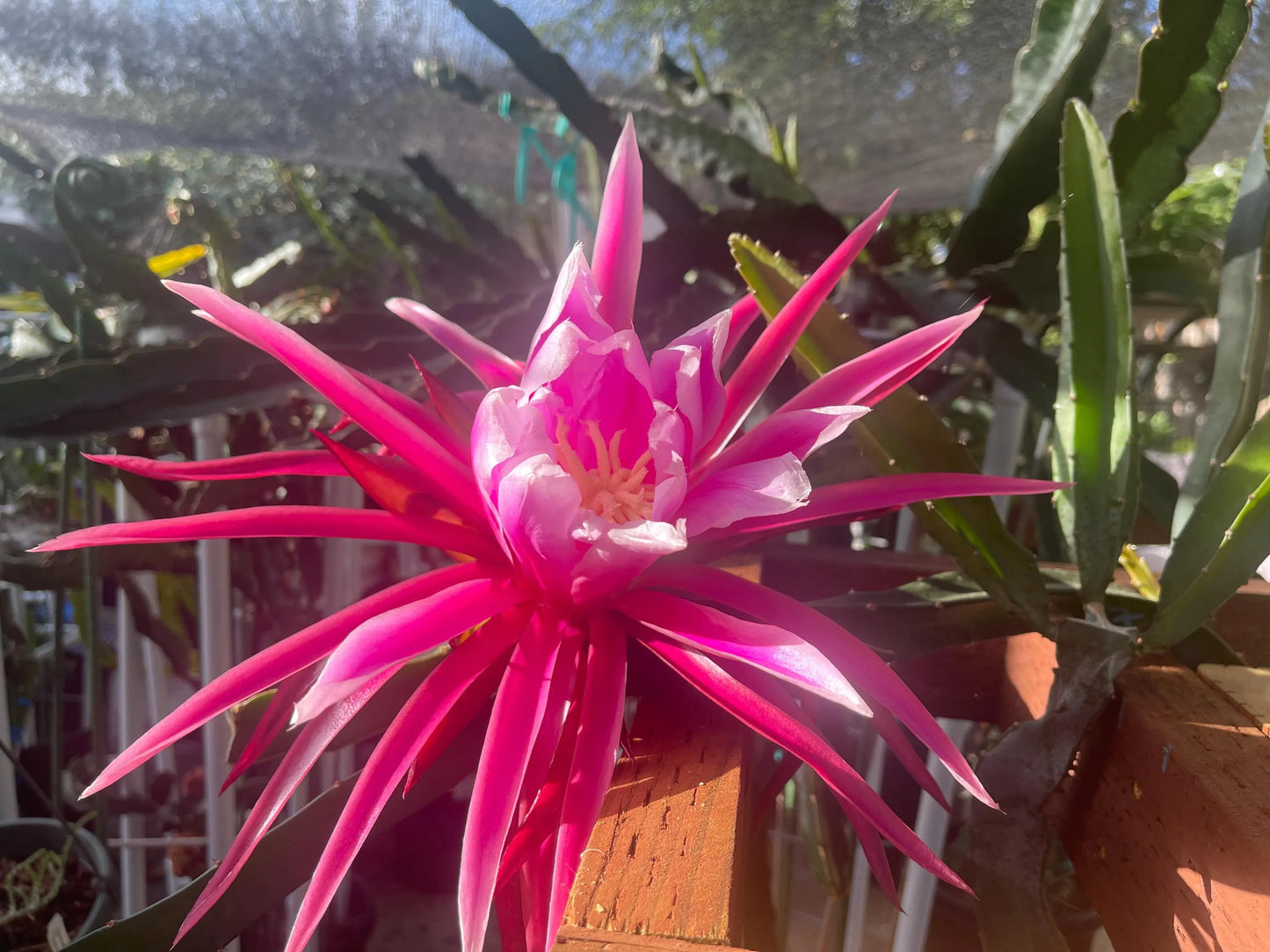Celeste (Don Burnett ‘s hybrid)  Dragon Fruit cuttings and rooted plant