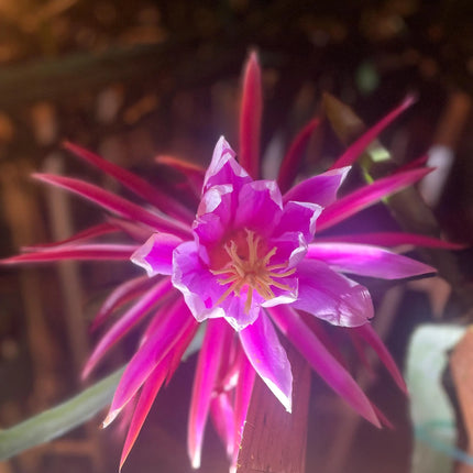 Celeste (Don Burnett ‘s hybrid)  Dragon Fruit cuttings and rooted plant