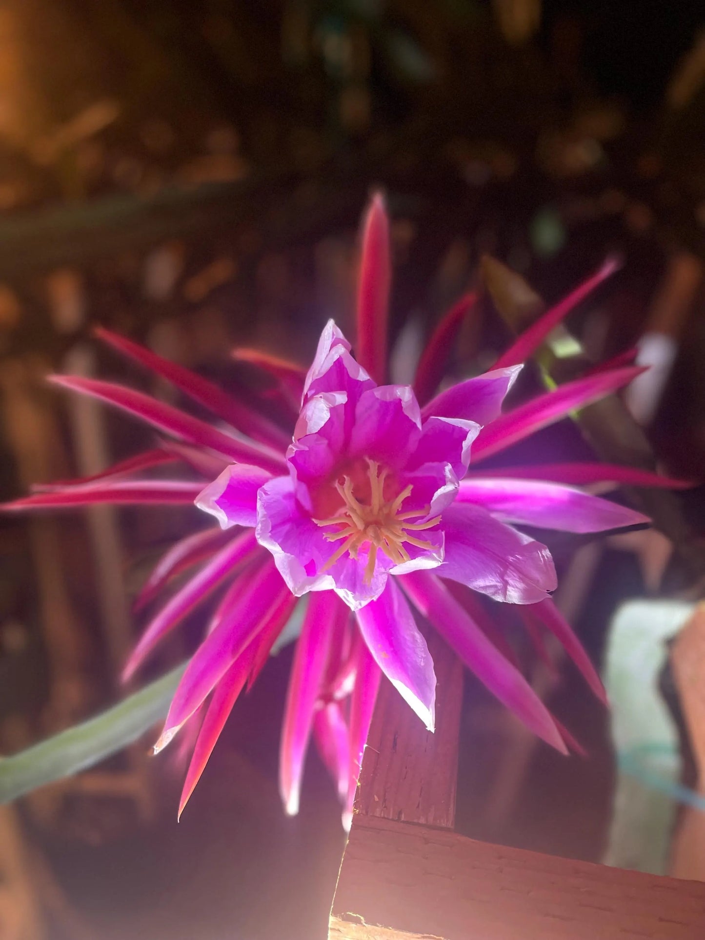 Celeste (Don Burnett ‘s hybrid)  Dragon Fruit cuttings and rooted plant