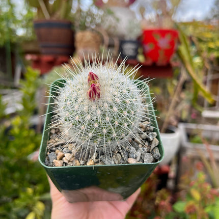 Thelocactus macdowellii “Chihuahuan Snowball”, Cactus, Live Plant, 4-inch