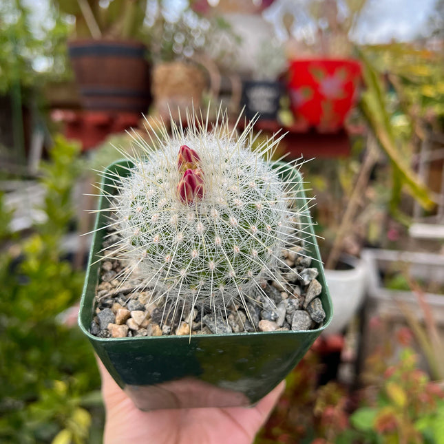 Thelocactus macdowellii “Chihuahuan Snowball”, Cactus, Live Plant, 4-inch