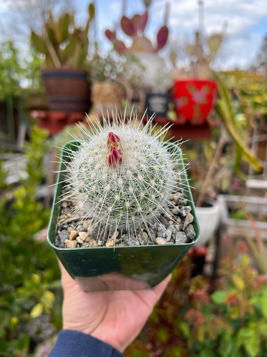 Thelocactus macdowellii “Chihuahuan Snowball”, Cactus, Live Plant, 4-inch
