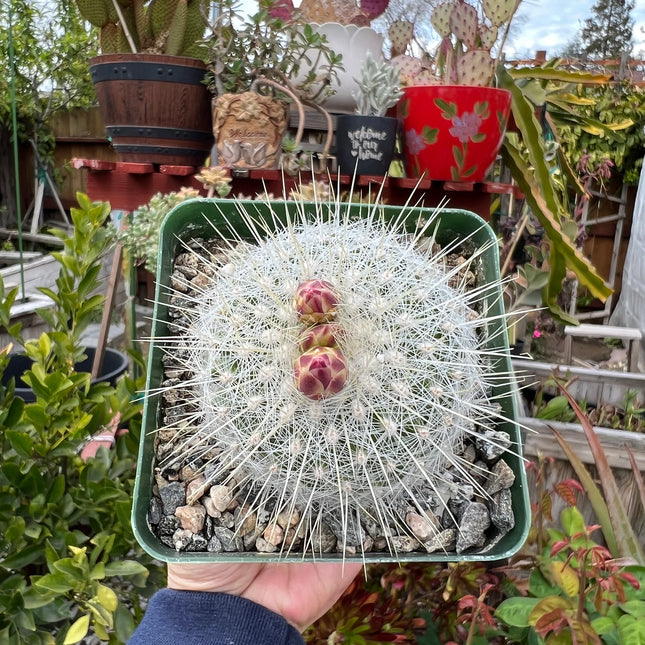 Thelocactus macdowellii “Chihuahuan Snowball”, Cactus, Live Plant, 4-inch