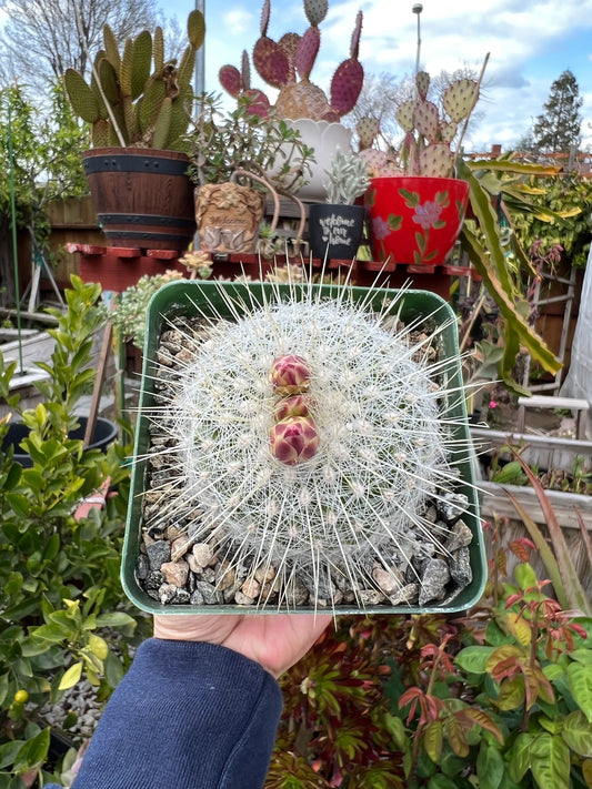 Thelocactus macdowellii “Chihuahuan Snowball”, Cactus, Live Plant, 4-inch
