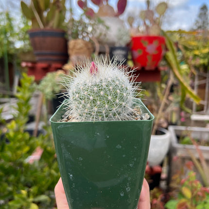 Thelocactus macdowellii “Chihuahuan Snowball”, Cactus, Live Plant, 4-inch