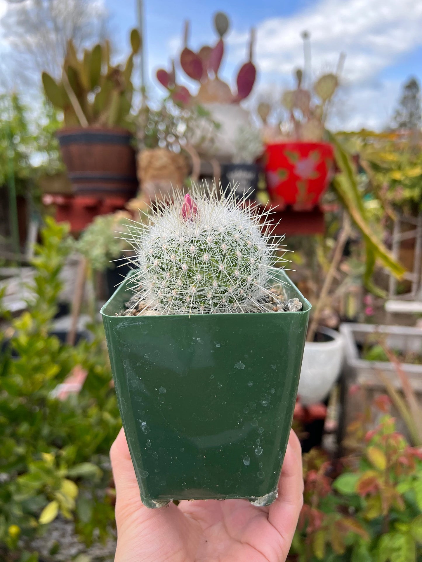 Thelocactus macdowellii “Chihuahuan Snowball”, Cactus, Live Plant, 4-inch